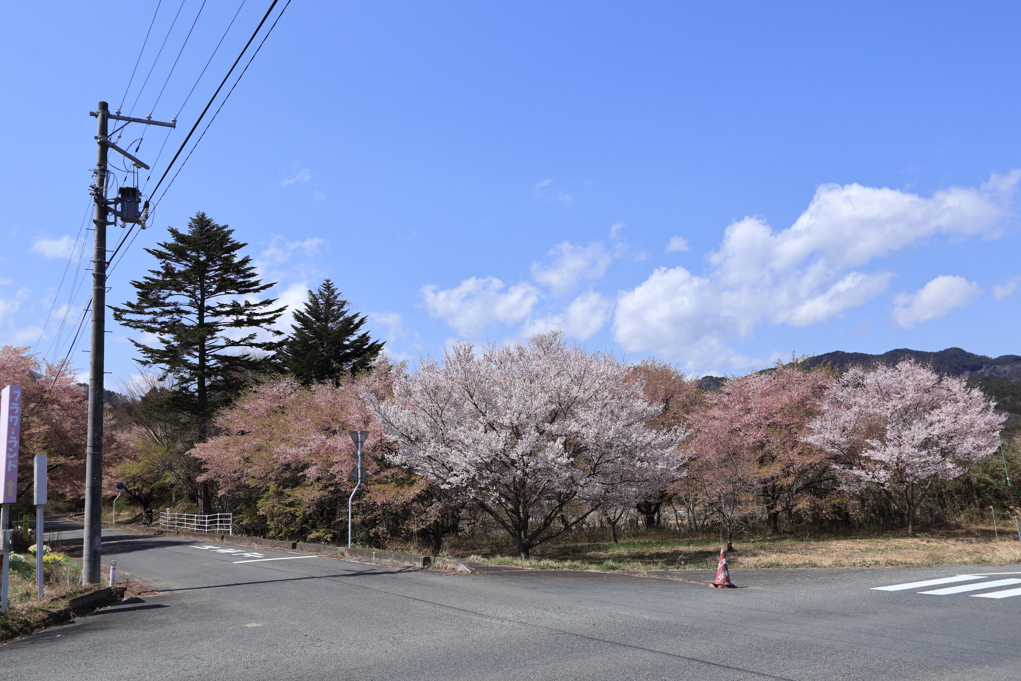八重米坂の桜並木