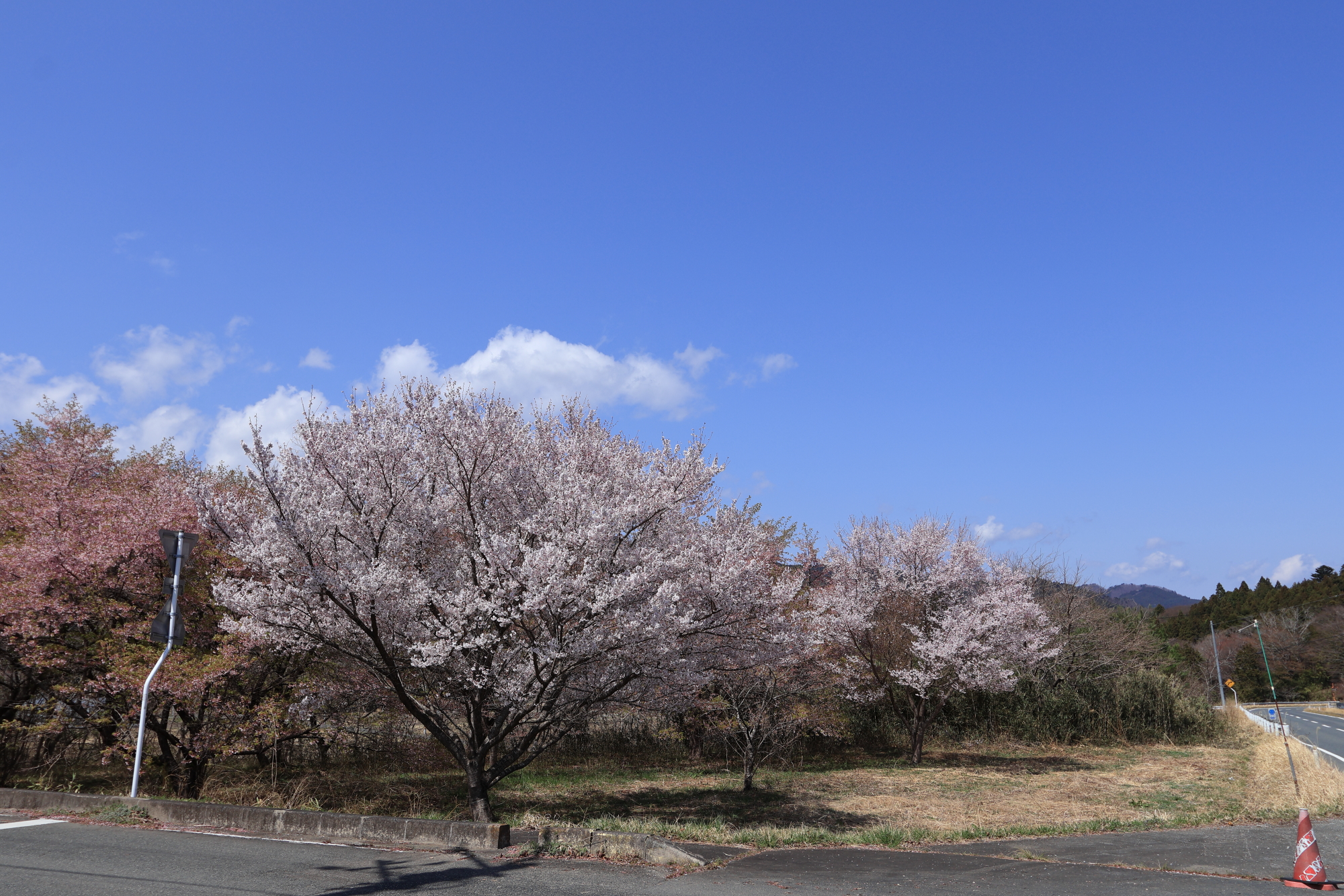 八重米坂の桜並木