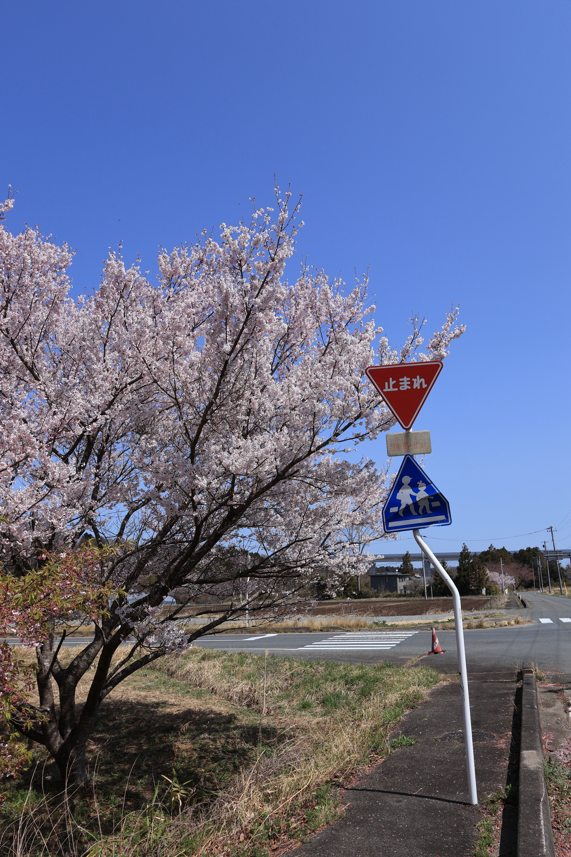 八重米坂の桜並木