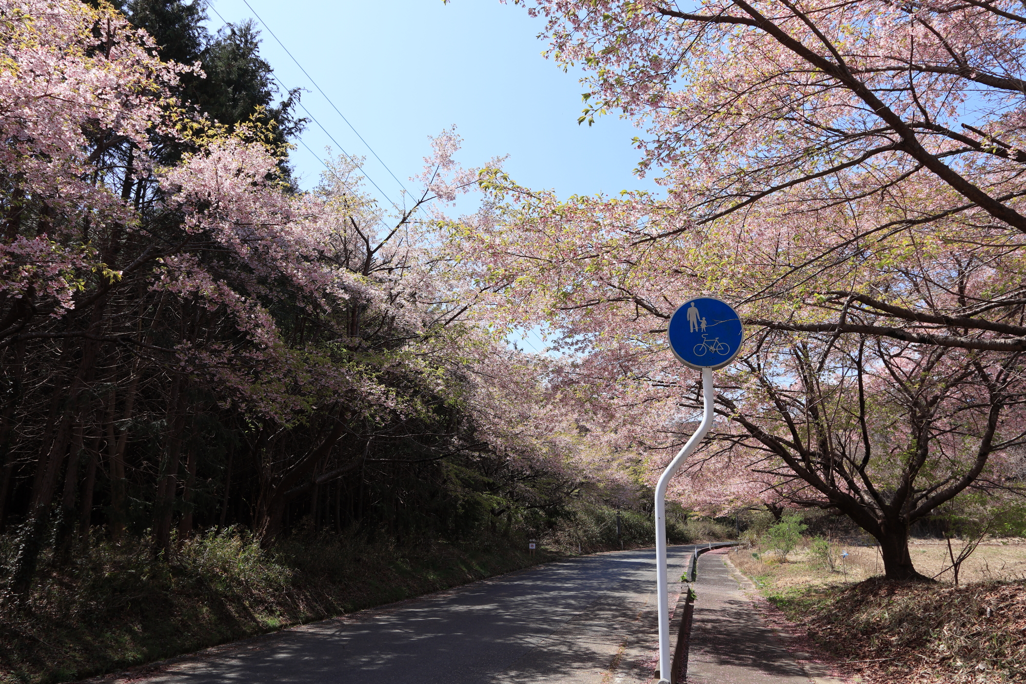 八重米坂の桜並木