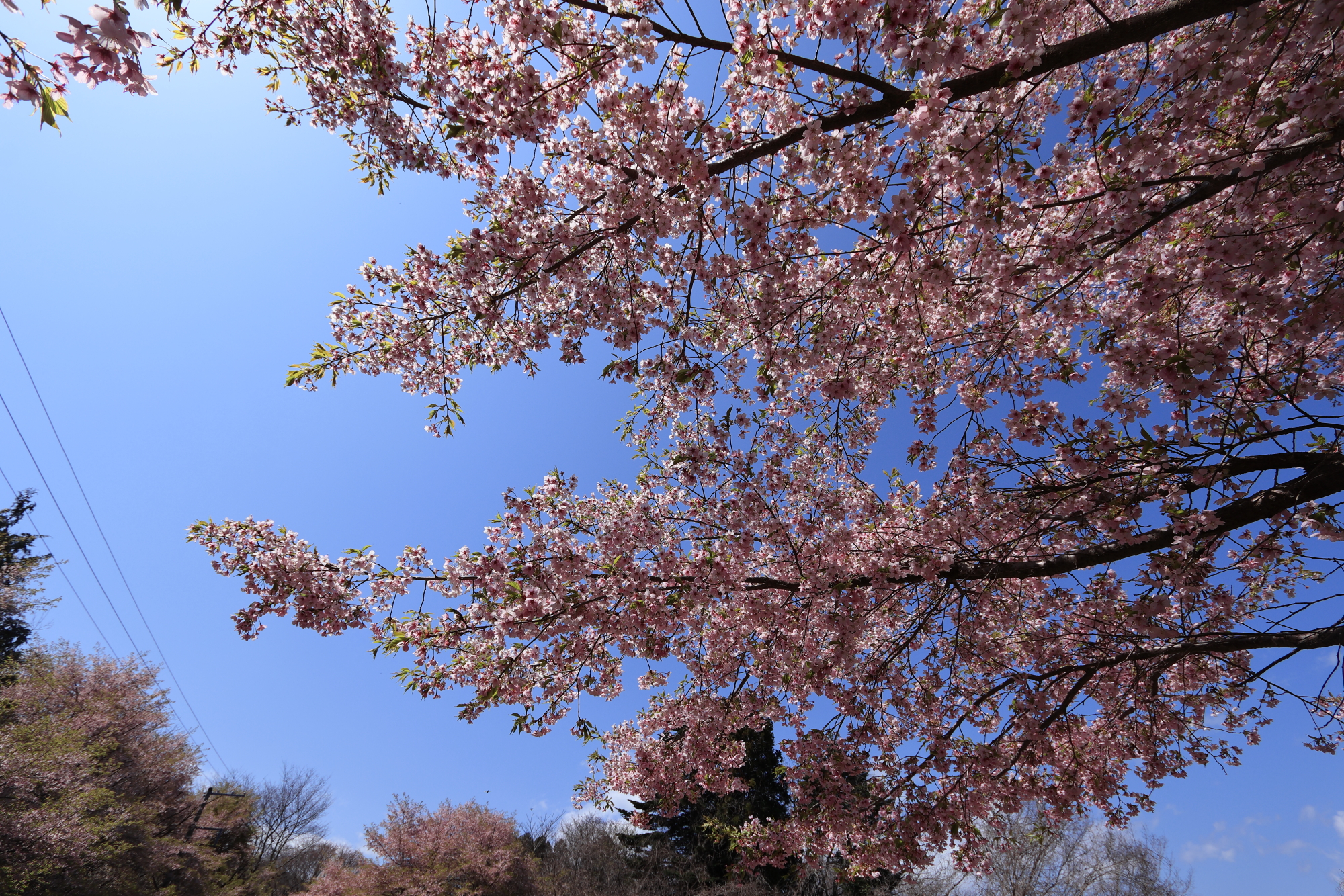 八重米坂の桜並木