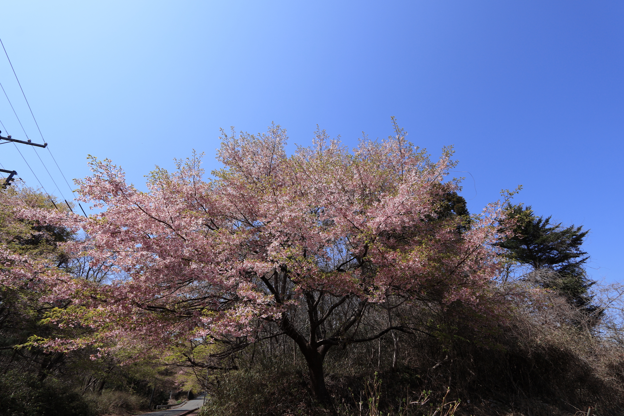 八重米坂の桜並木