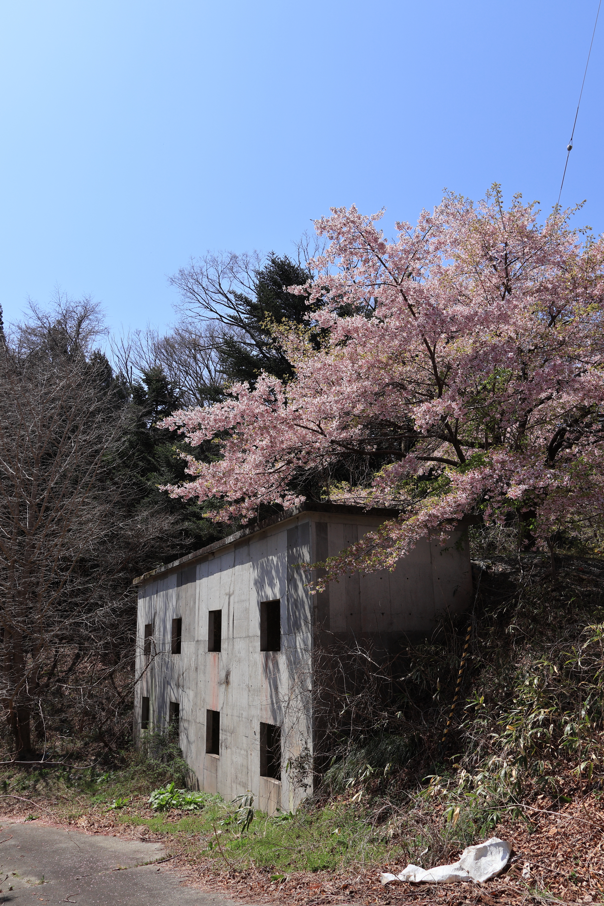 八重米坂の桜並木