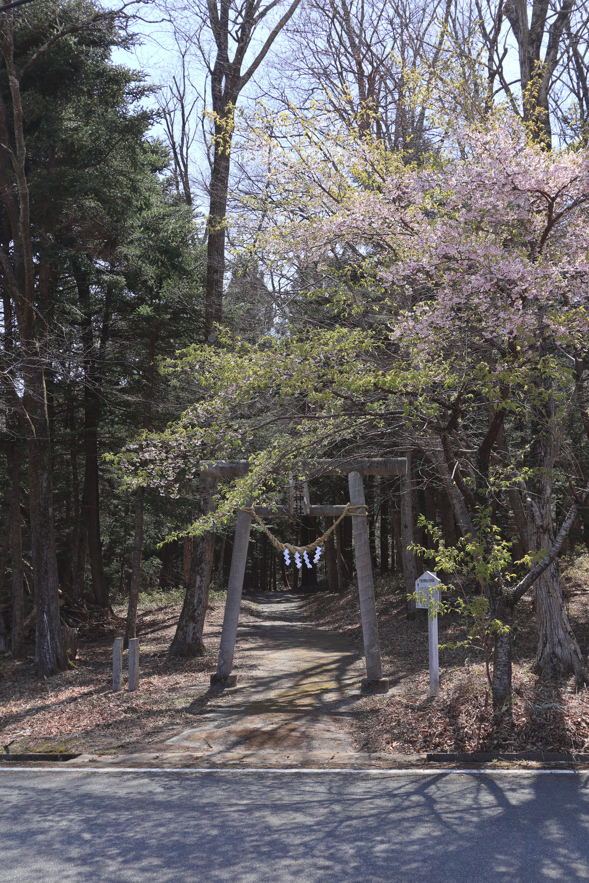 八重米坂の桜並木
