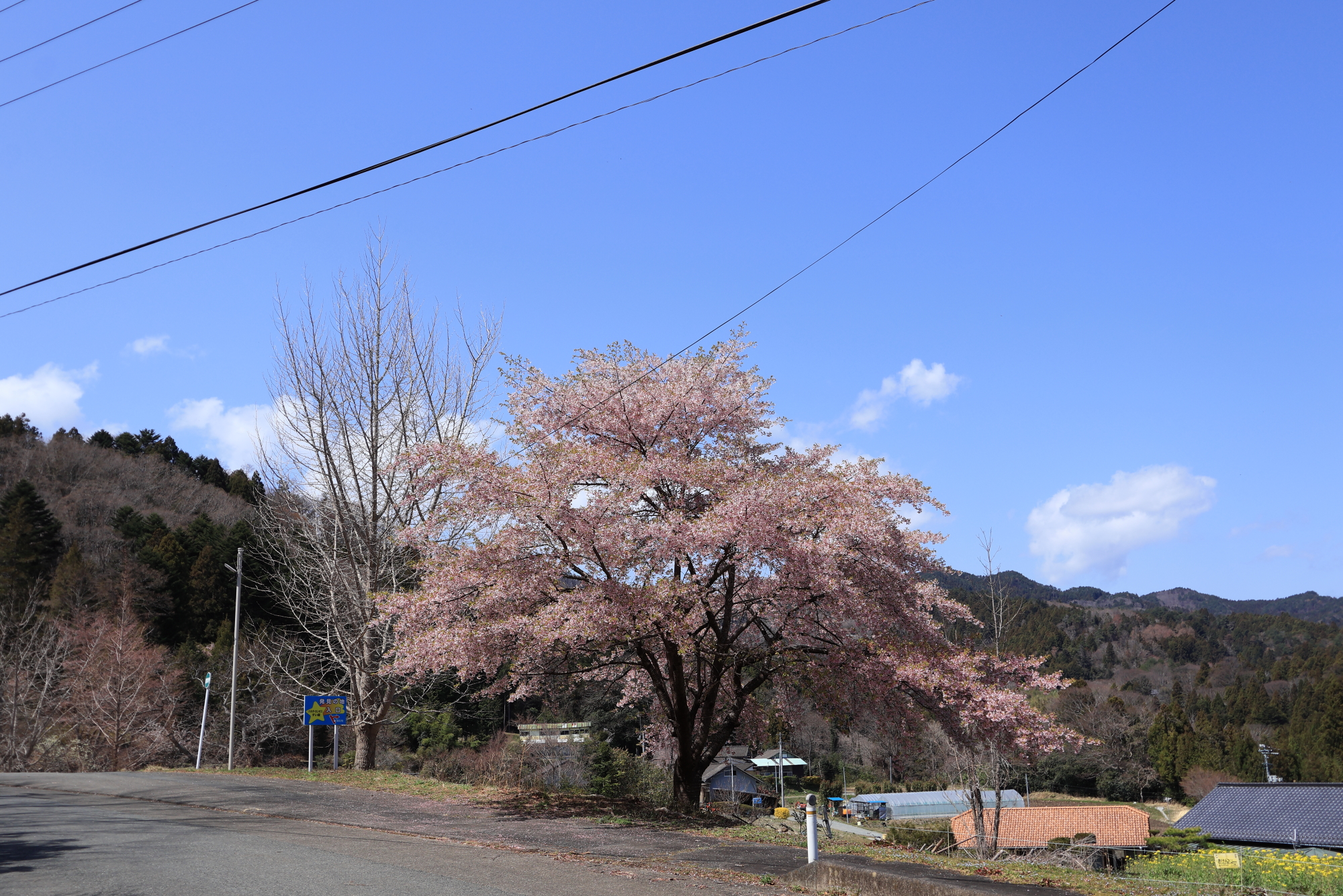 八重米坂の桜並木
